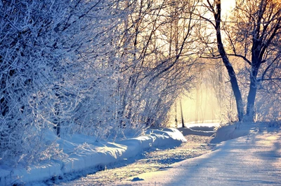 Lumière matinale gelée dans un paysage d'hiver couvert de neige