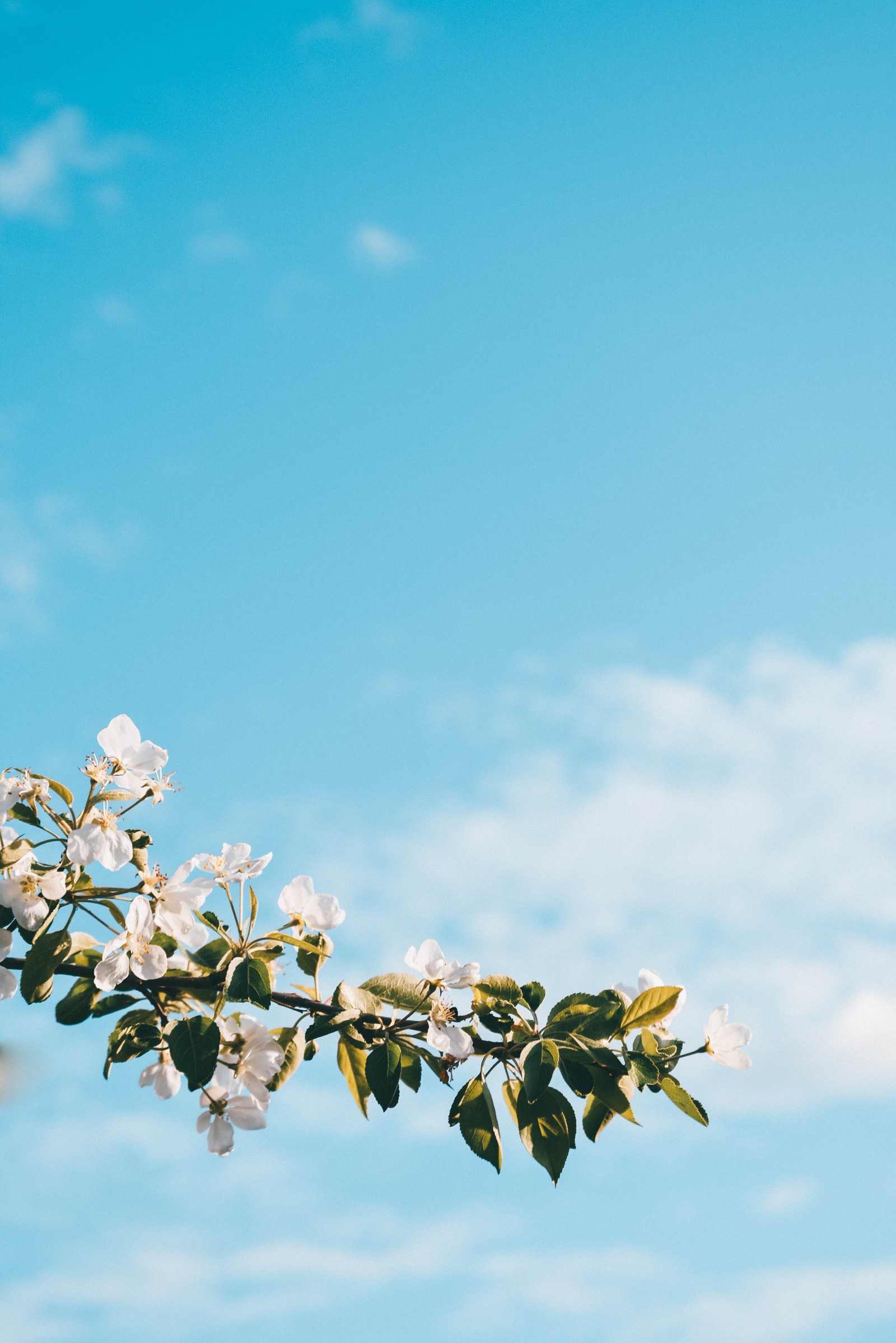 Il y a une branche d'arbre avec des fleurs blanches contre un ciel bleu (journée, printemps, fleur, plante, bleu)