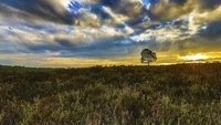 Prado tranquilo ao pôr do sol com flores silvestres e nuvens ondulantes