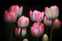 tulipanes, flores rosas, fondo negro, primavera, jardín