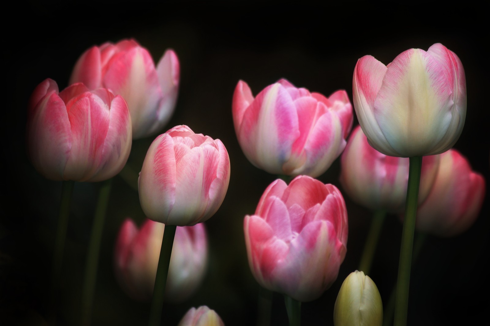 Téléchargez le fond d'écran tulipes, fleurs roses, arrière plan noir, printemps, jardin