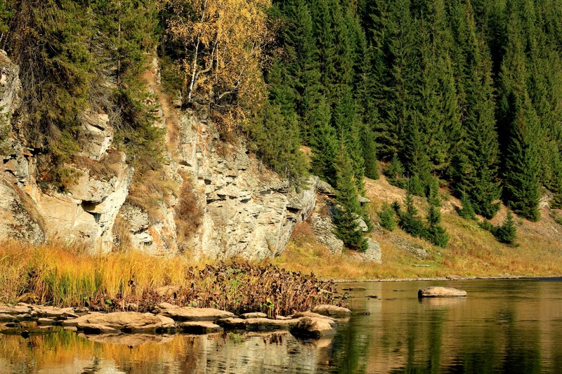 Вид на водоем с лесом на заднем плане (природа, река, дерево, вода, отражение)