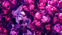 Flores de lilás vibrantes em tons de roxo e rosa