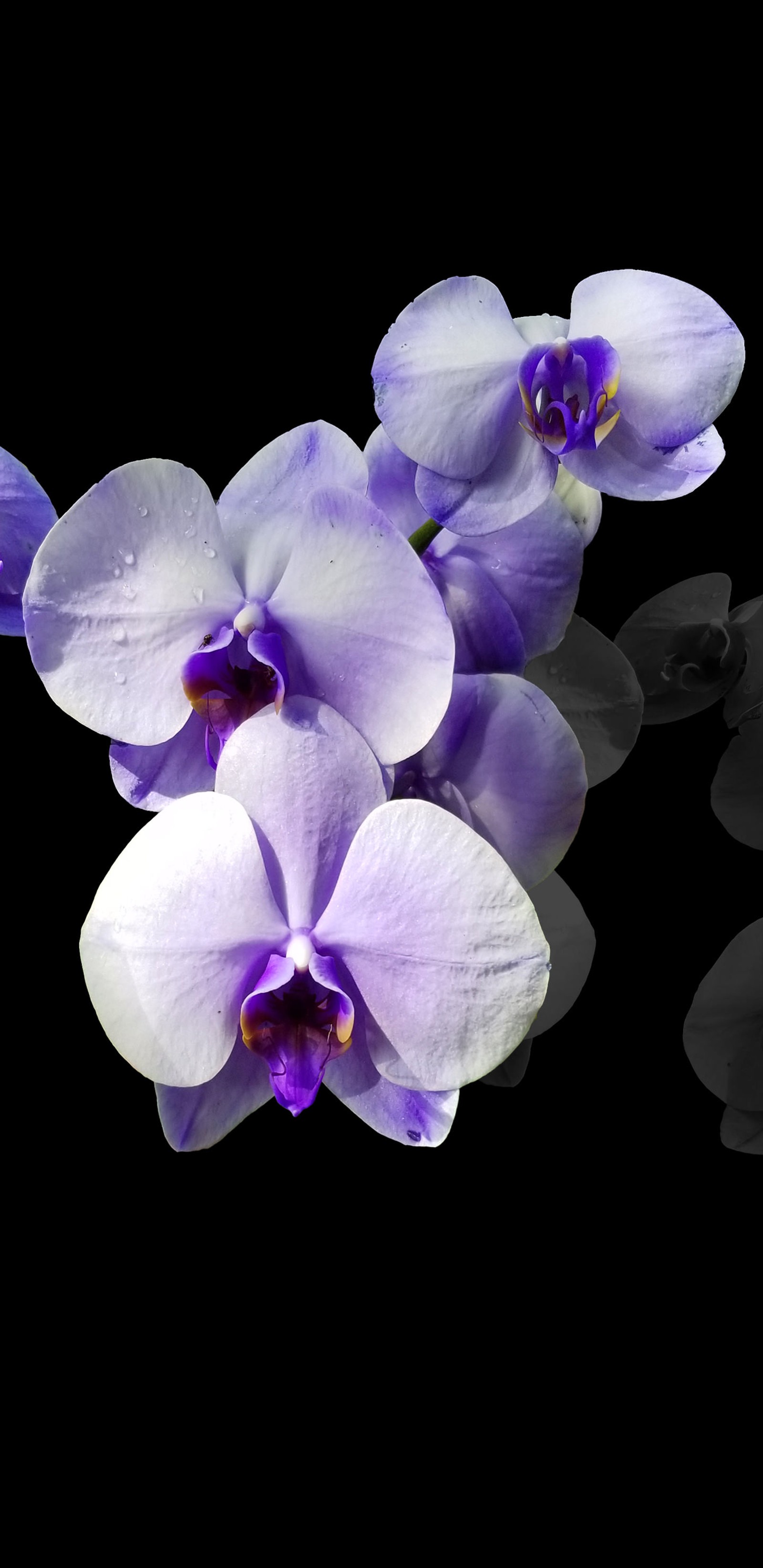 Orchidées violettes avec réflexion sur fond noir (amoled, oled, ios, android, bleu)