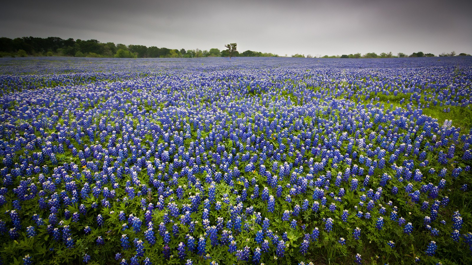 Скачать обои остин, austin, голубая шляпка, bluebonnet, цветущее растение