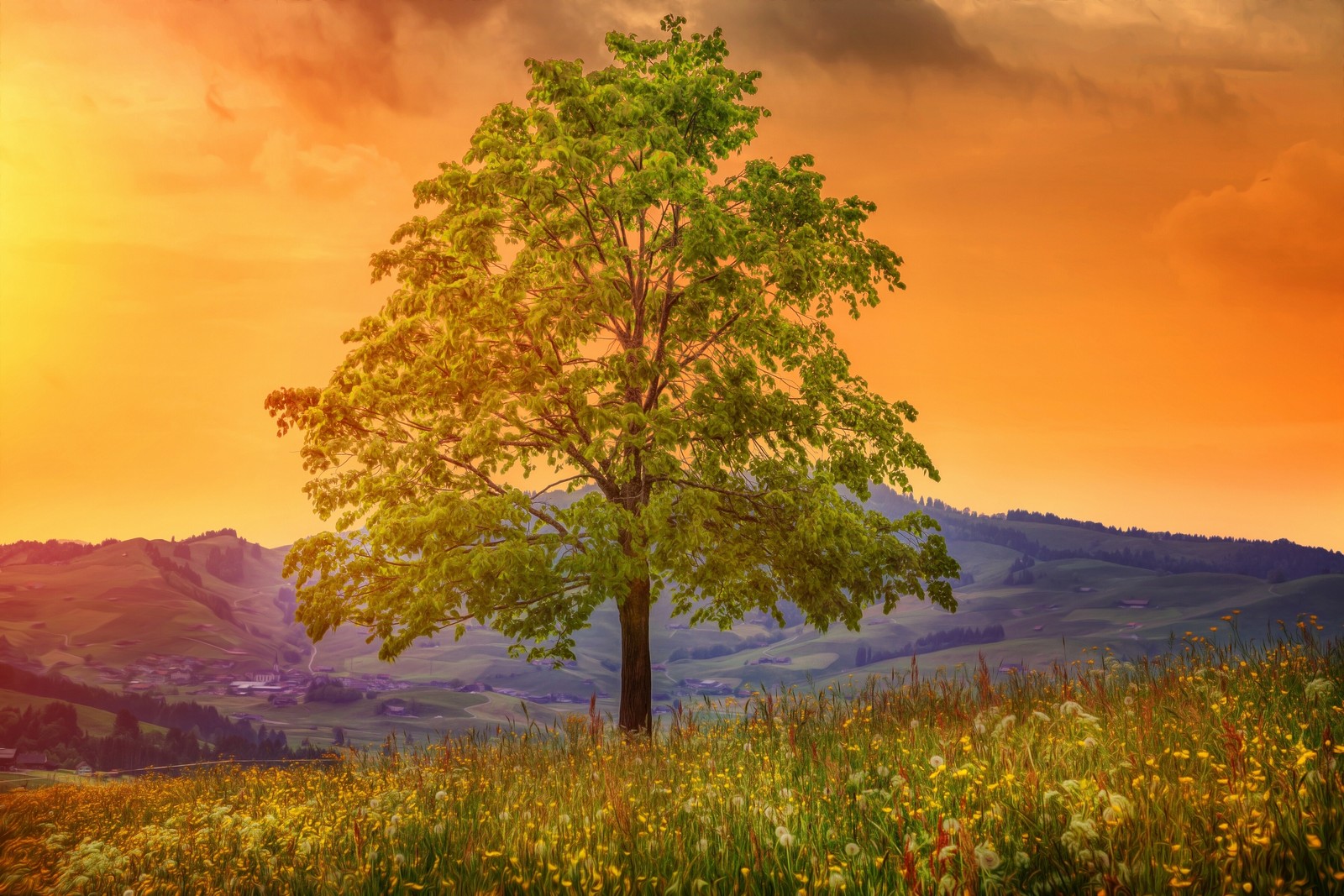 A lone tree in a field with a sunset in the background (nature, tree, morning, sunlight, landscape)