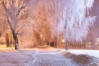 Mañana helada: un país de maravillas invernales de árboles cubiertos de nieve