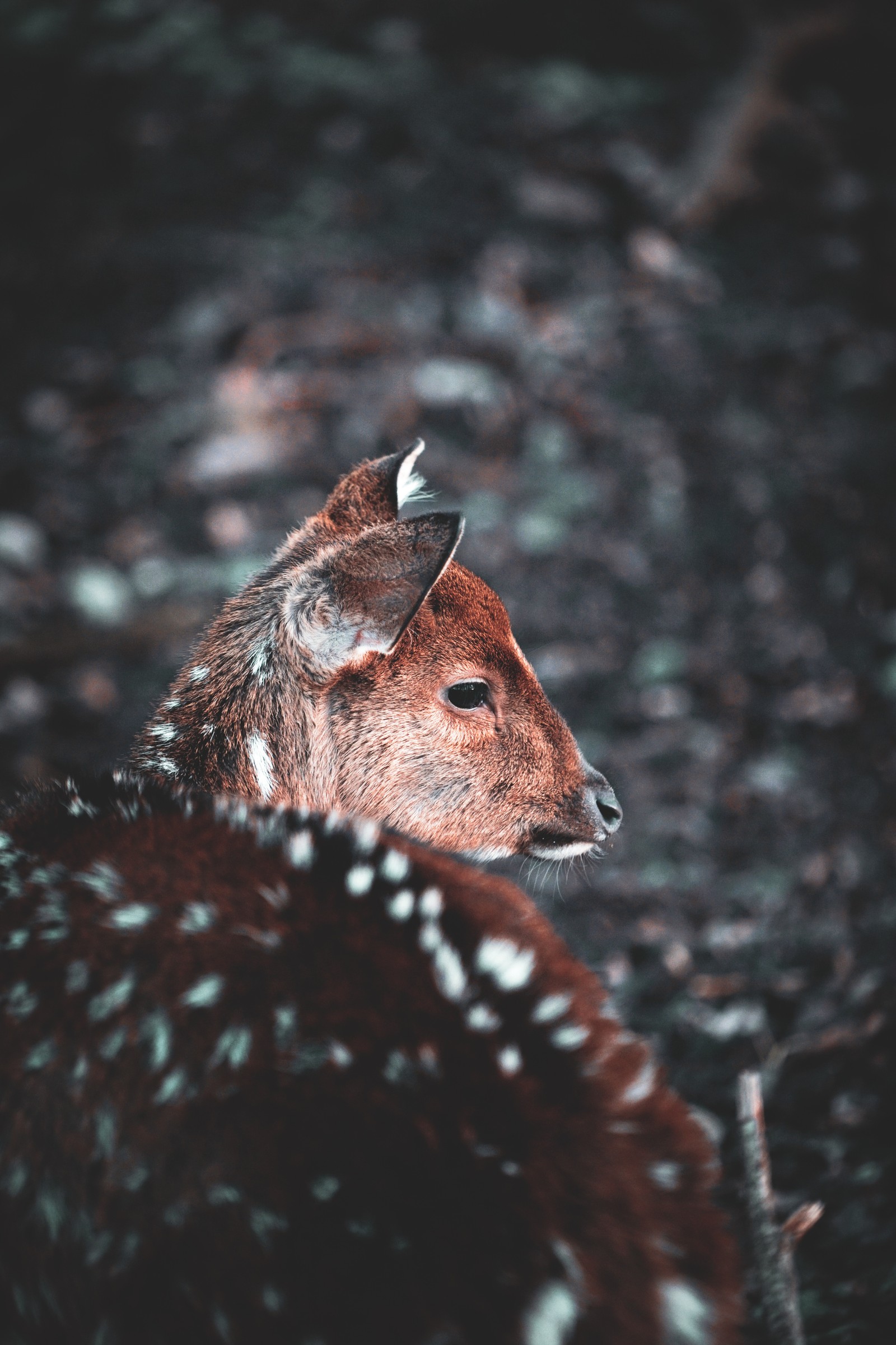 Baixar papel de parede veado, maçã, fauna, focinho, canidae