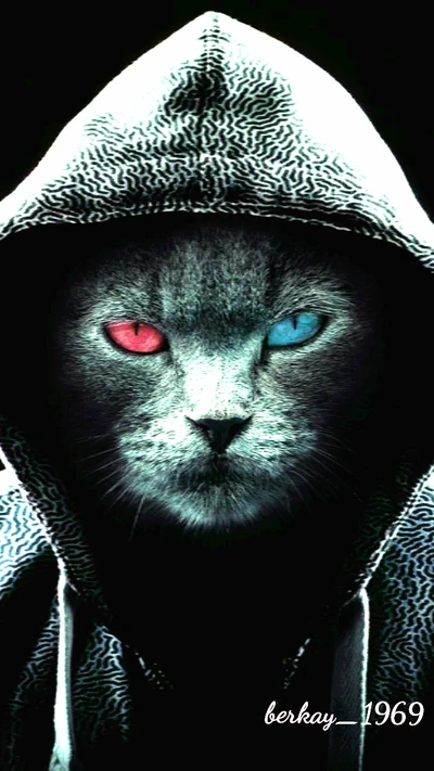 Chat noir mystique avec des yeux bicolores dans un hoodie