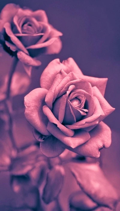 Elegant Pink Roses in Soft Focus