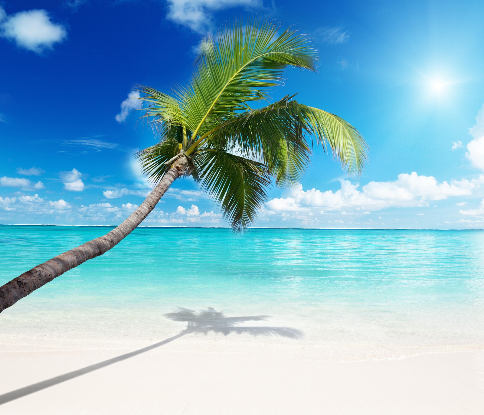 Una palmera inclinada sobre la playa con un cielo azul brillante (playa, paraíso, arena tropical, luz del sol)