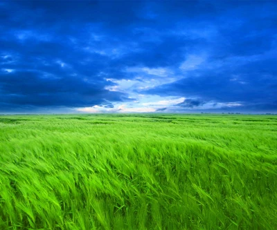 Campo verde vibrante bajo un amplio cielo azul