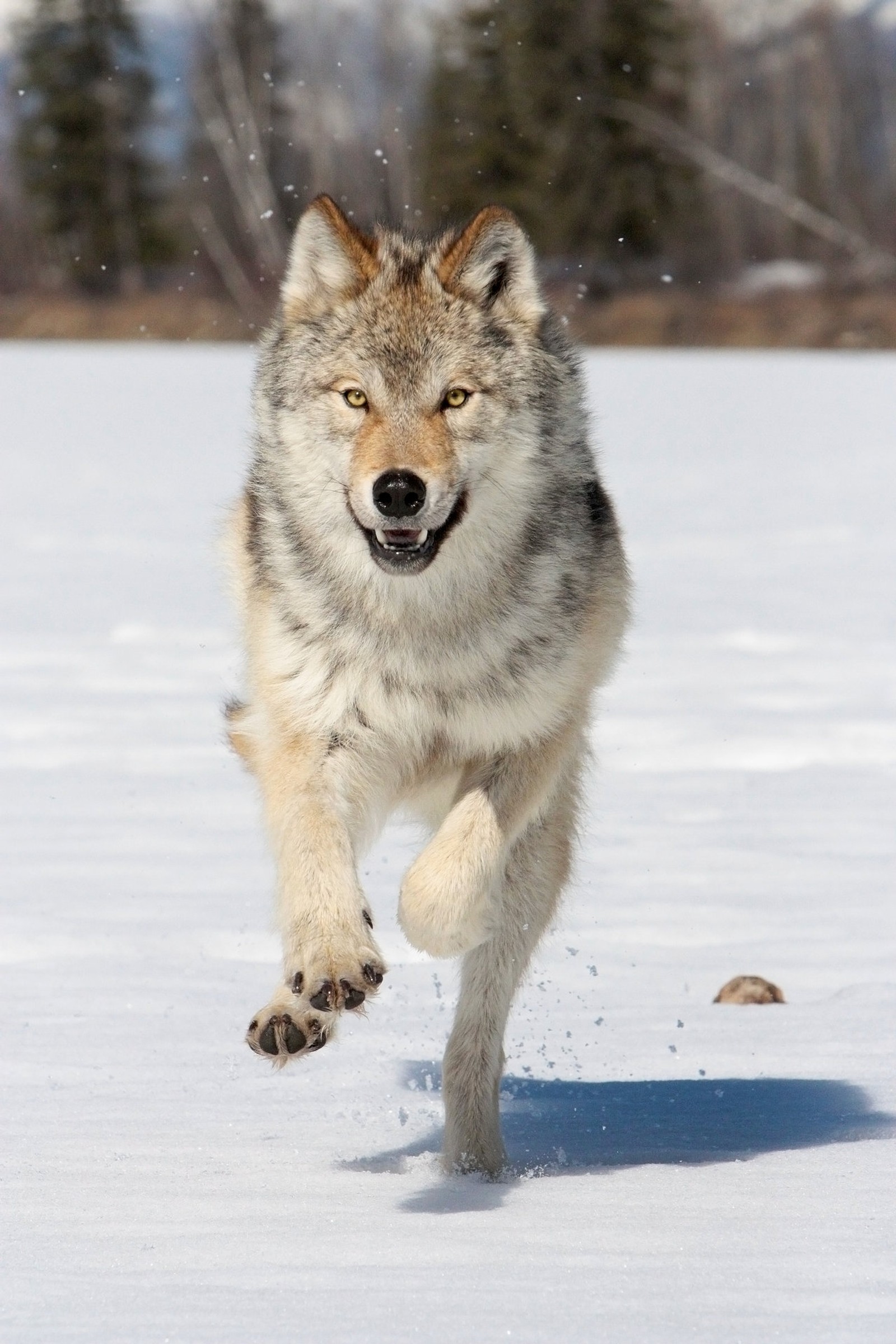 Um lobo correndo na neve com árvores ao fundo (canadense, canino, feminino, cinza, wild canada)