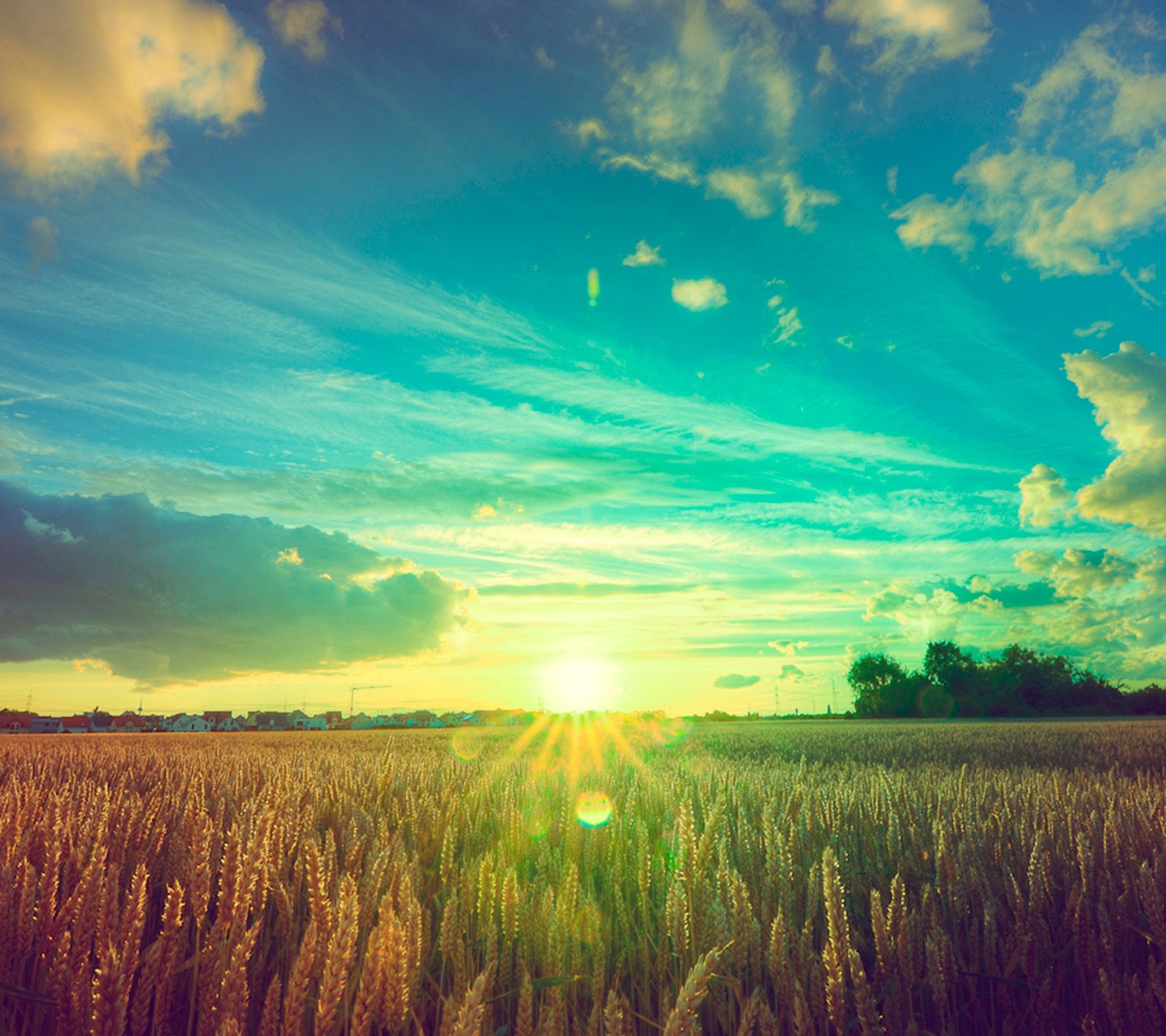 Arafed field of wheat with the sun setting in the background (germany, landscape, sky, sunset, wheat field)