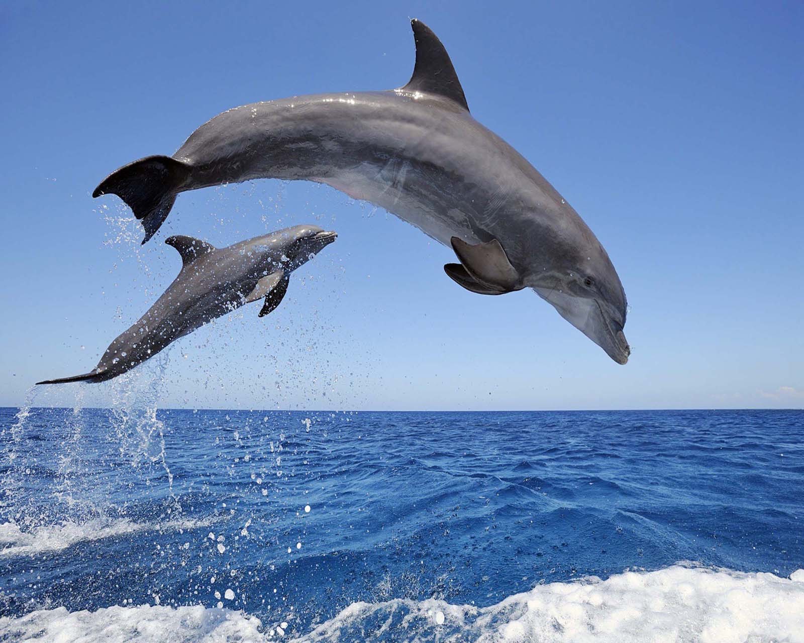 Des dauphins sautant hors de l'eau dans l'océan (beau, mignon, regard, sympa)