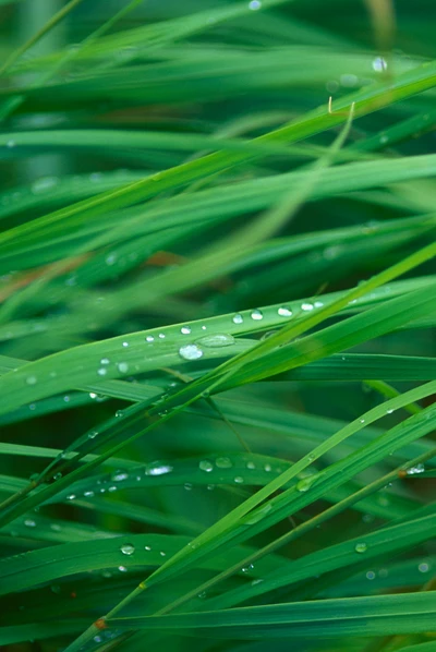 pasto, verde