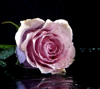 Elegant Pink Rose with Water Droplets on Dark Background