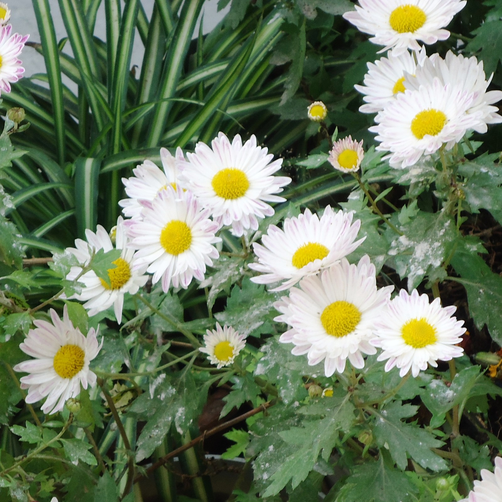 Hay muchas flores blancas que están creciendo en el jardín (hermoso, flor)