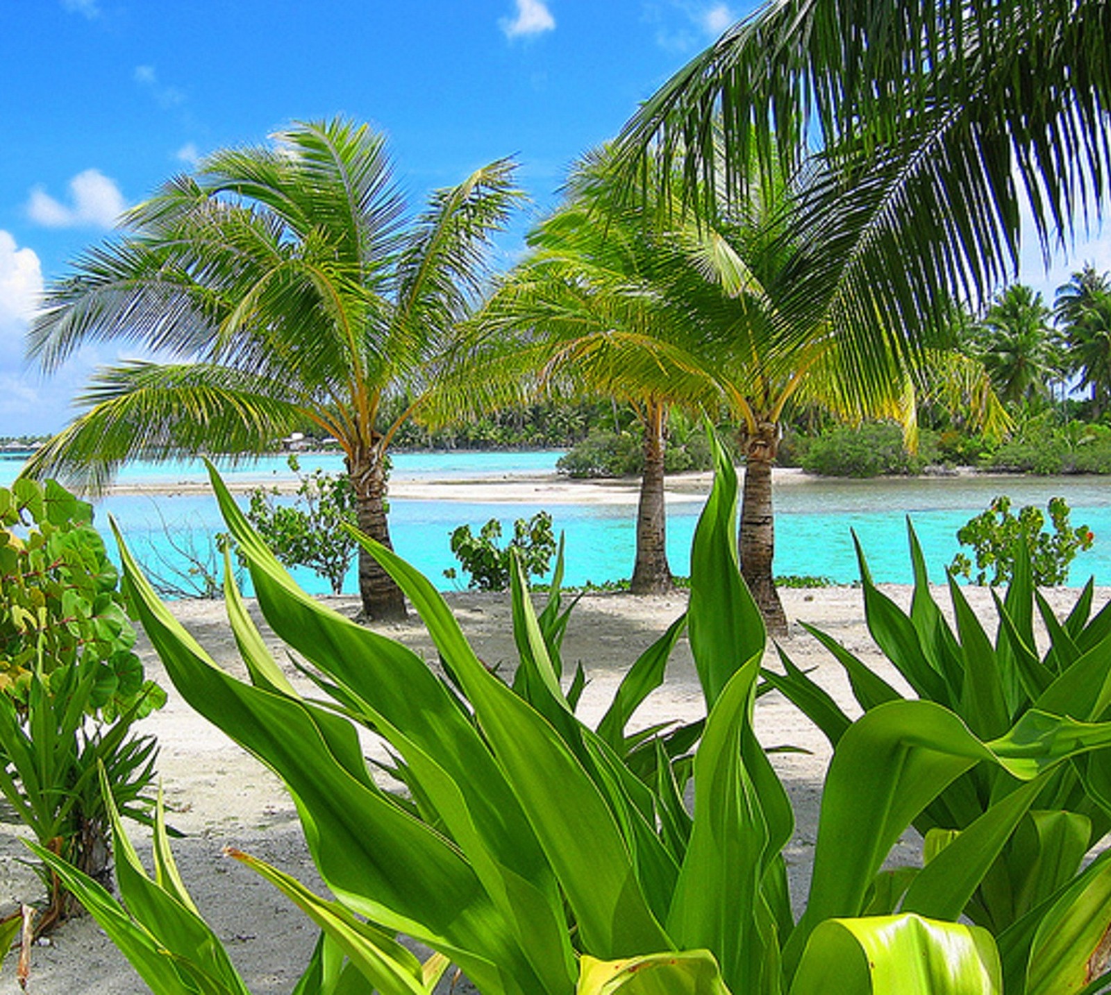 Скачать обои пляж, бора бора, bora bora, океан, пальмы