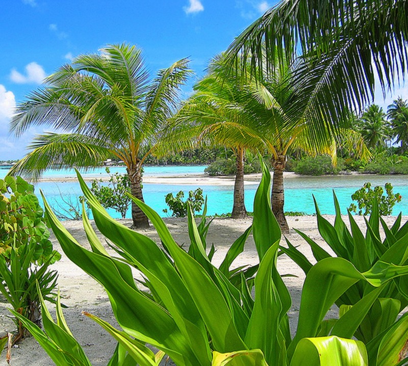 На пляже у воды много пальм. (пляж, бора бора, bora bora, океан, пальмы)