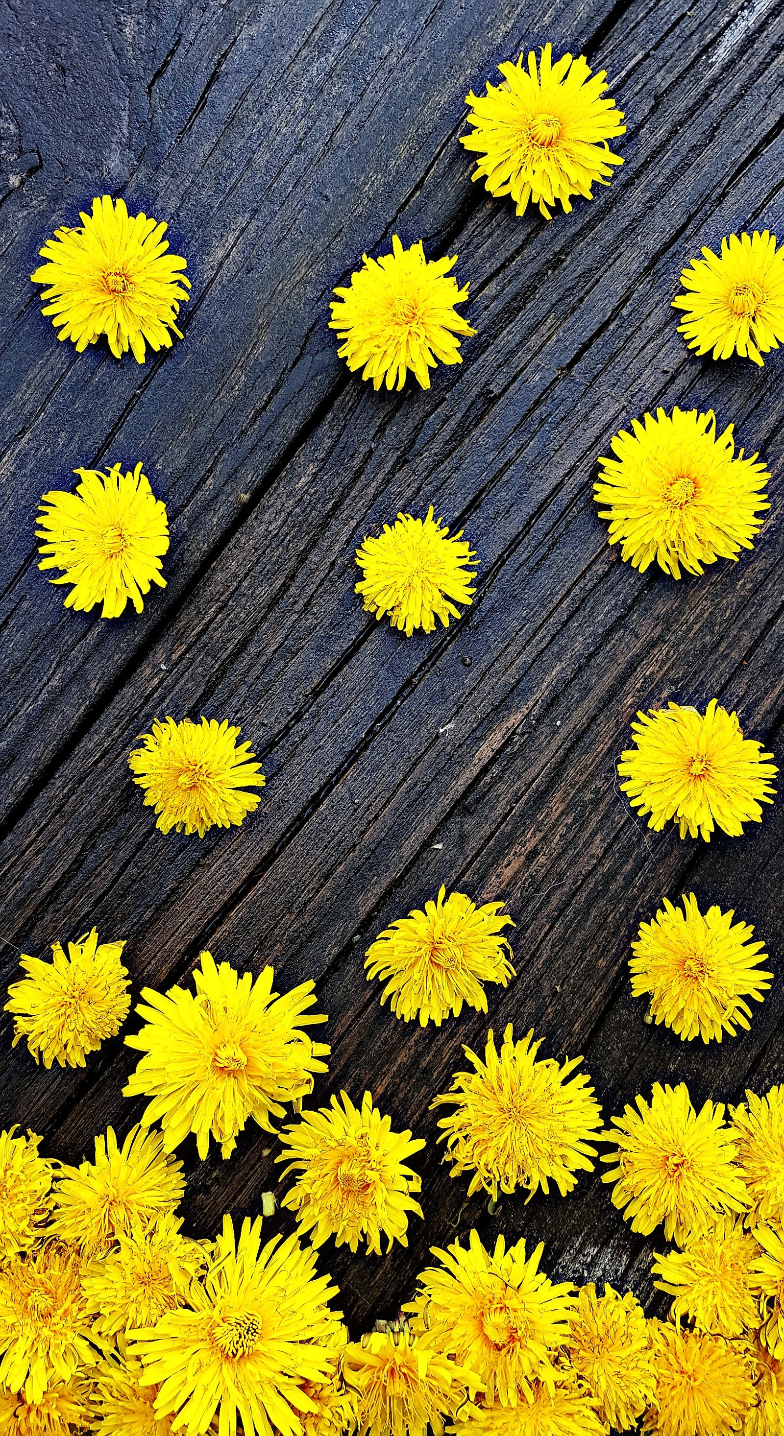 Flores amarelas espalhadas sobre uma superfície de madeira com um fundo preto (fundo, fofo, flores, primavera, papel de parede)