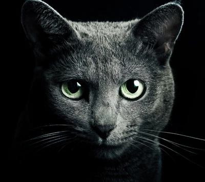 cat, lindo, gris, gatito, ruso azul