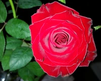 Rosa roja vibrante en plena floración