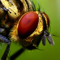 Close-up de uma mosca destacando os detalhes intrincados de seus olhos compostos e textura.