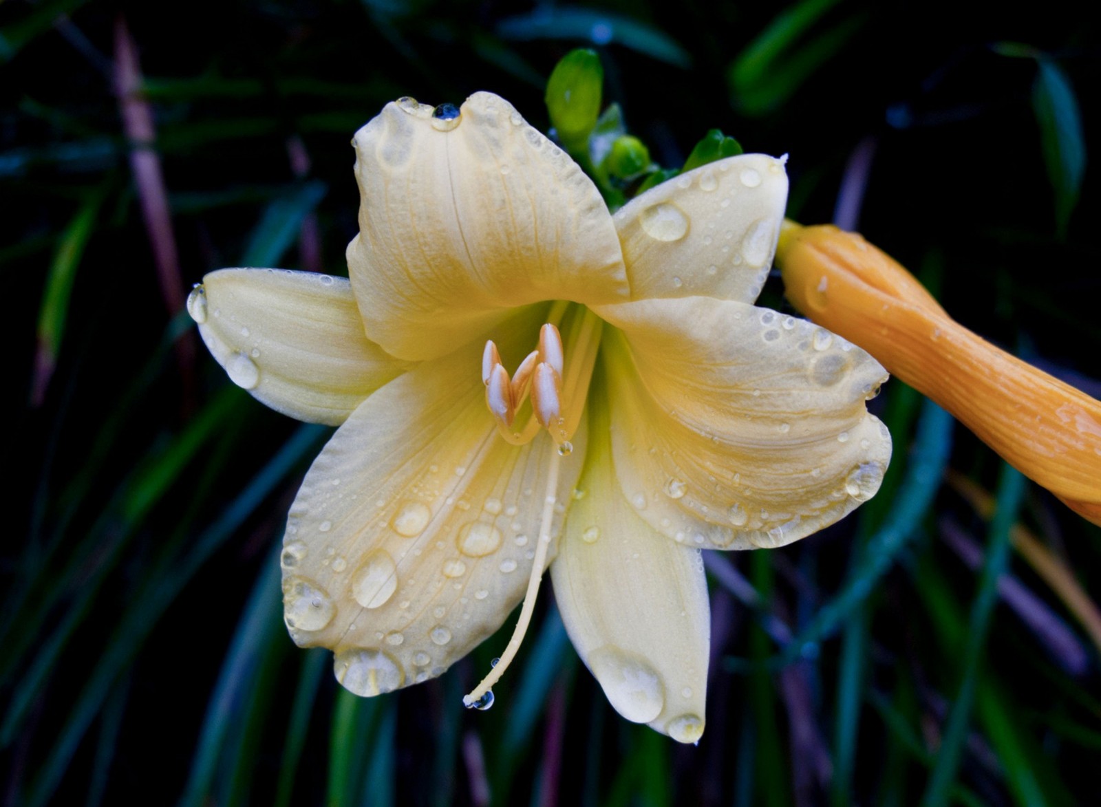 Une fleur jaune arrosée avec des gouttes d'eau et un bâton en bois (fleur, soulflower)