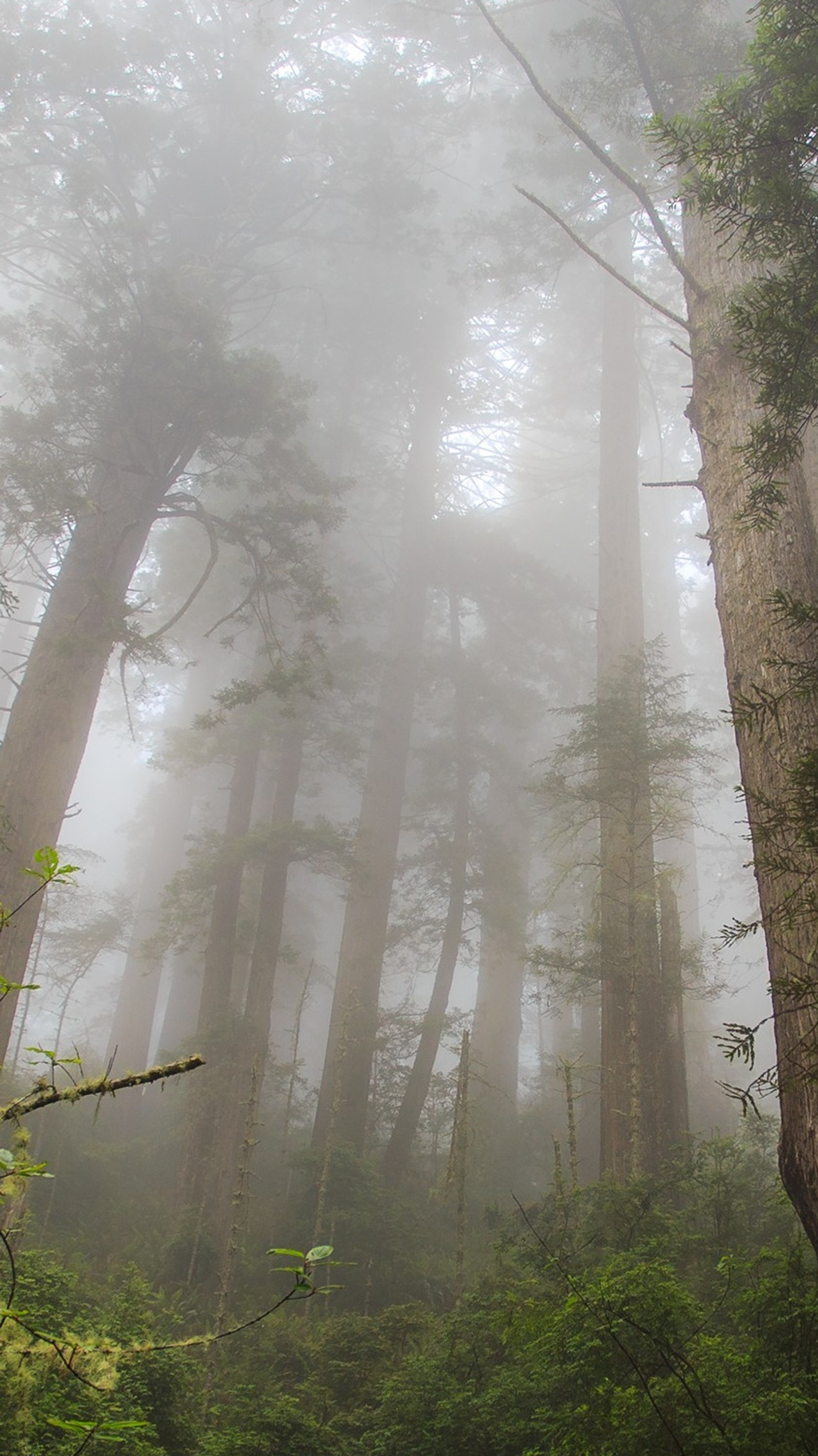 Il y a un cheval qui se tient dans les bois dans le brouillard (forêt, paysage, nature)