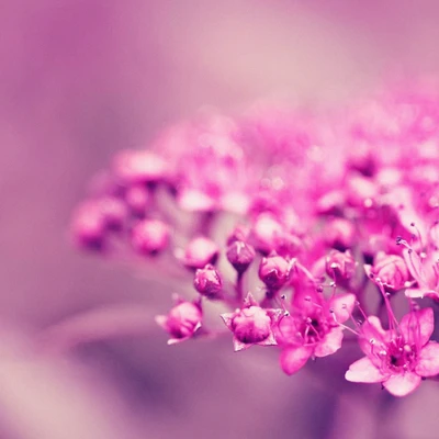 Close-Up of Delicate Pink Lilac Flowers in Springtime Bloom