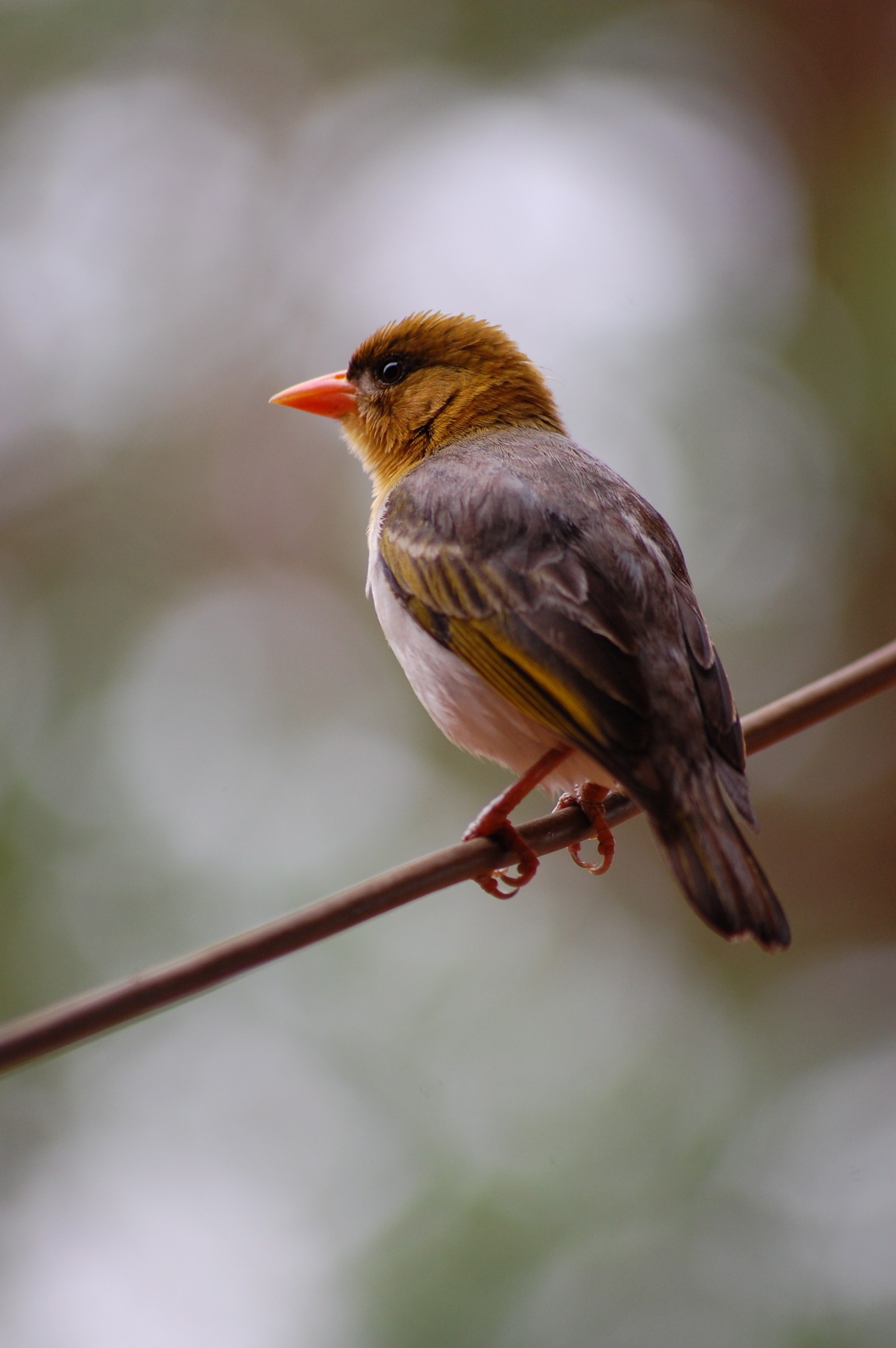 There is a small bird sitting on a wire with a blurry background (hope, quotation, grief, bird, eye)