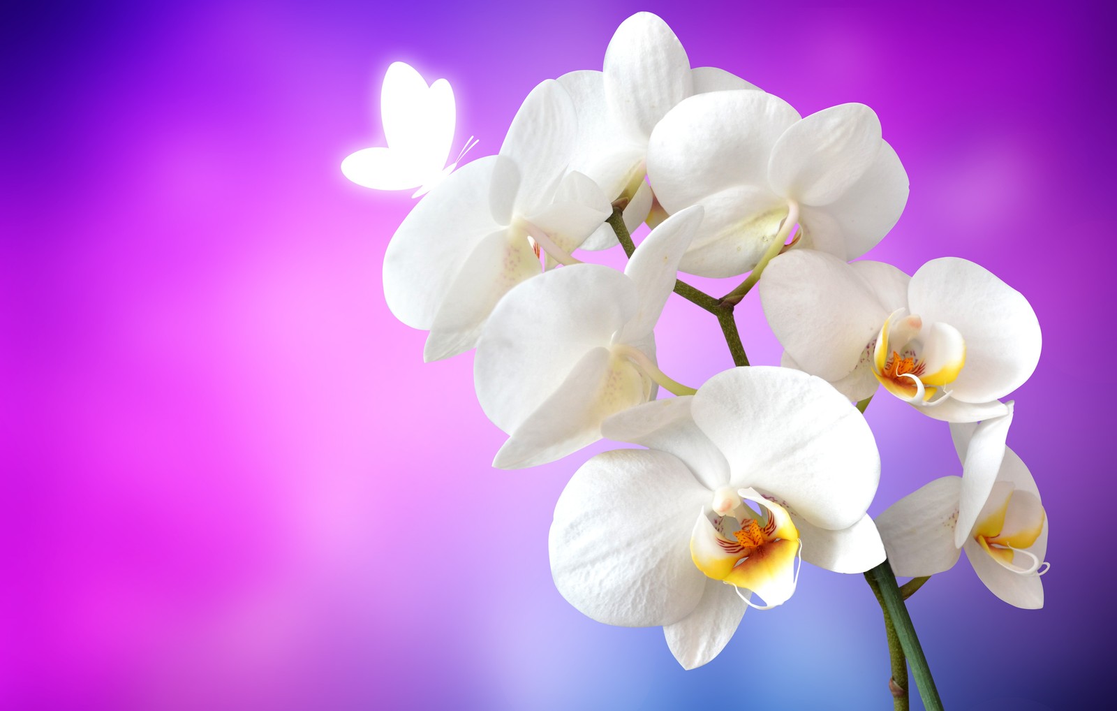 Une orchidée blanche avec un papillon volant autour d'elle (fleurs dorchidée, orchidées blanches, fond rose, fleurs, fond décran 4k)