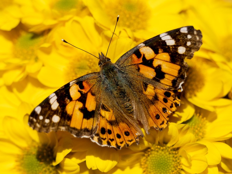 Крупный план бабочки на желтом цветке с черным фоном (painted lady, желтые цветы, бабочка, насекомые, крупный план)