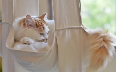 Gato egeo descansando pacíficamente en una hamaca acogedora.