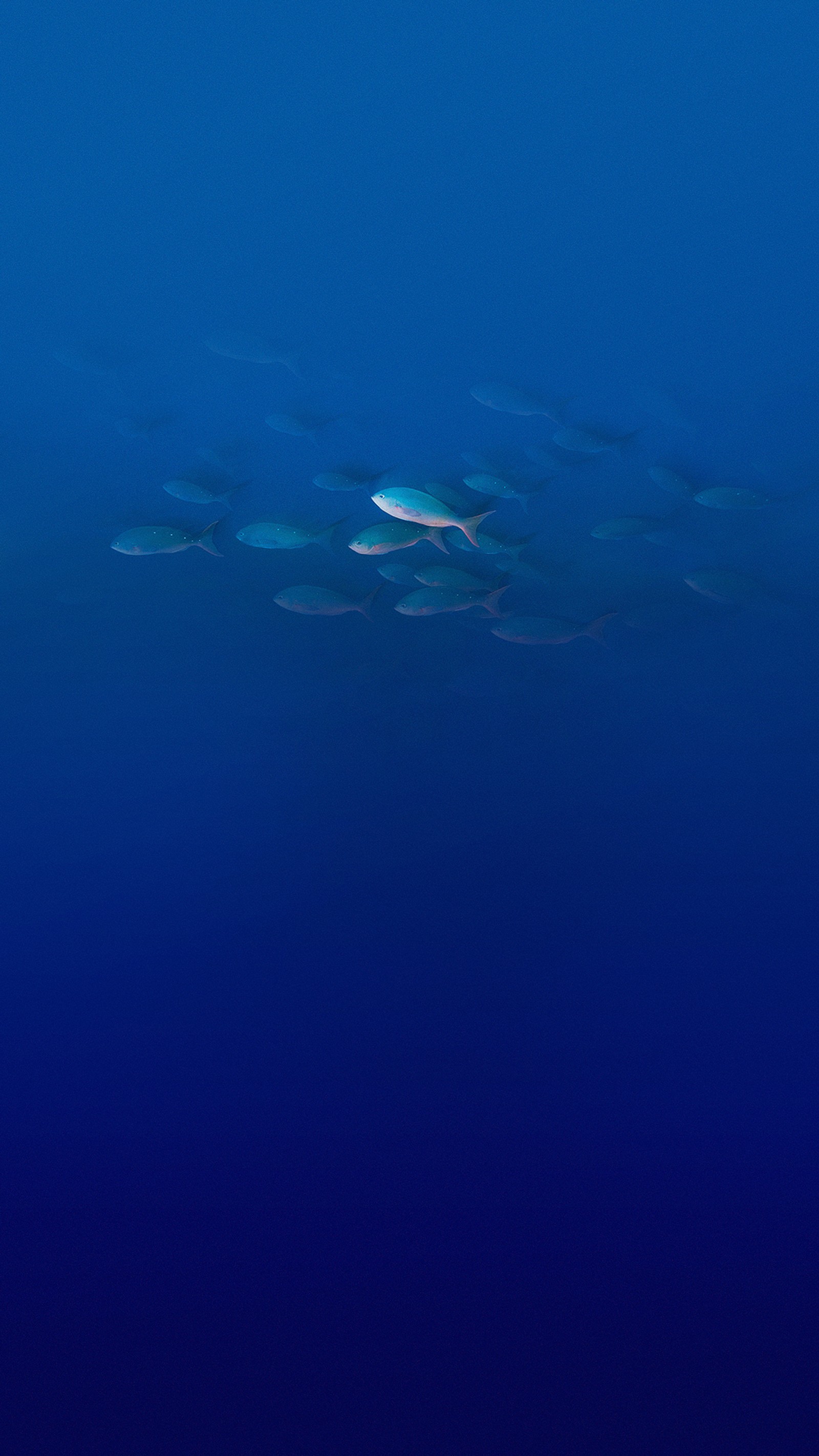 There are a lot of fish swimming in the ocean together (elephone, elephone p9000, water, body of water, fluid)