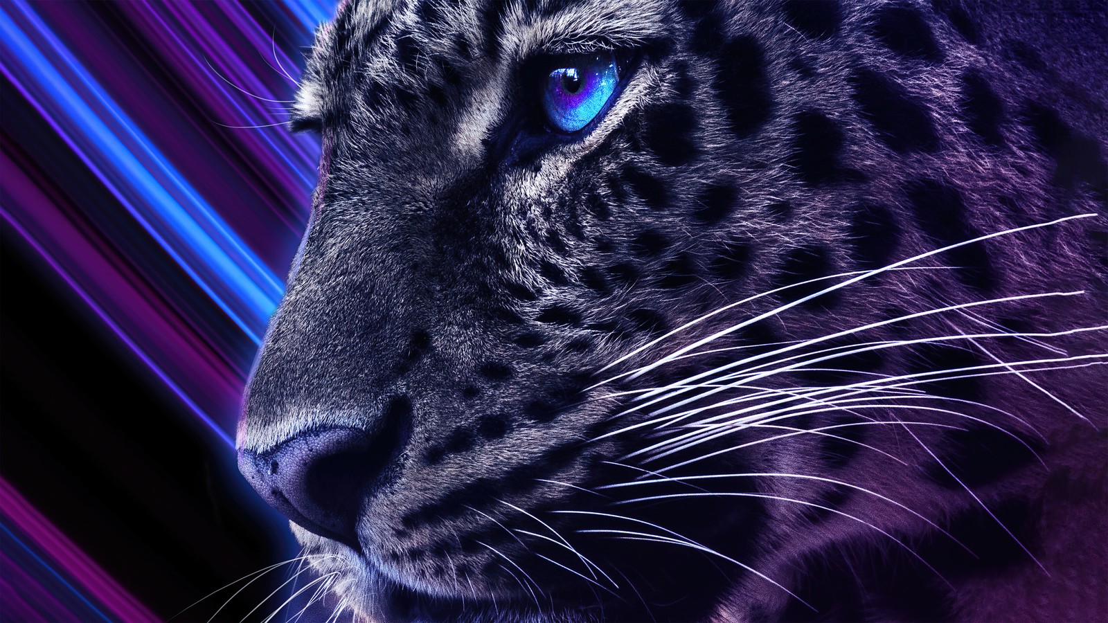 Purple and black tiger with blue eyes and a striped background (cheetah, digital art, animals)