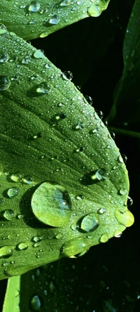 Gotas de rocío en hojas verdes exuberantes