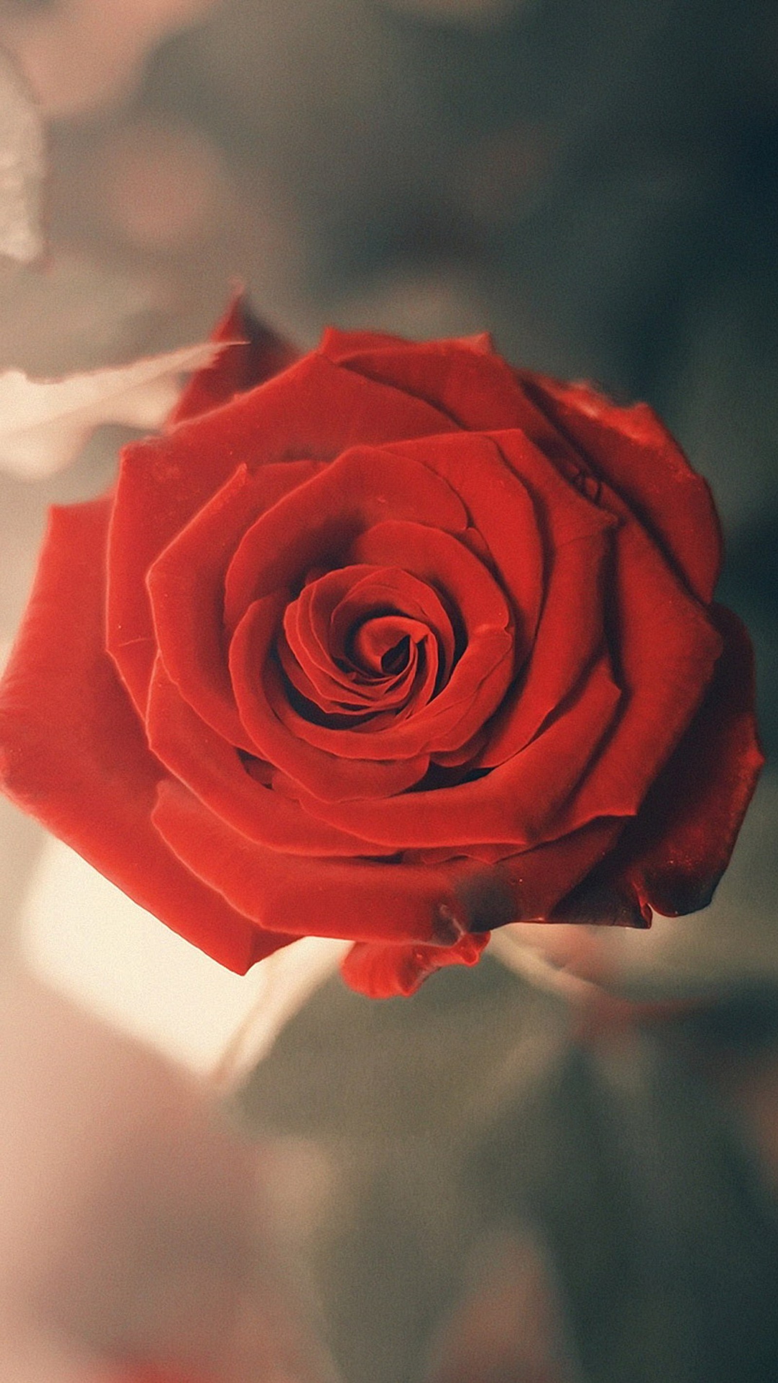 Hay una rosa roja en un jarrón sobre una mesa (rosas de jardín, flor, planta, pétalo, rosa)