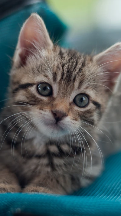 gato, gatinho, felidae, gatos de pequeno a médio porte, bigodes