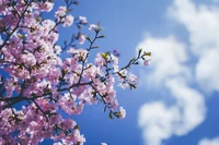 cherry blossom, blossom, flower, spring, blue