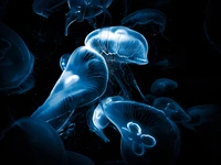 Méduses bioluminescentes dans l'obscurité des profondeurs marines