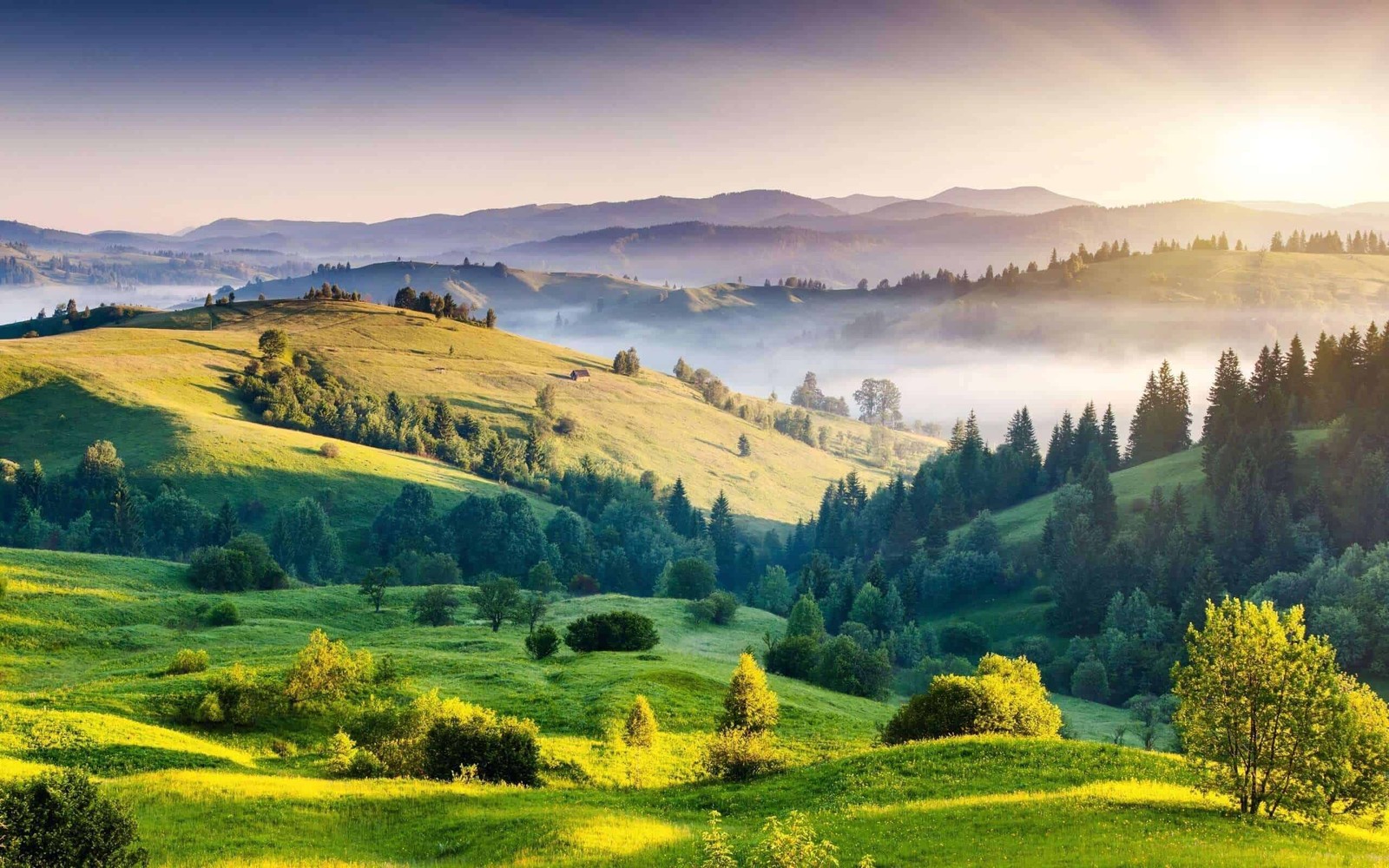 Um vale verde com árvores e colinas ao fundo (natureza, terras altas, colina, pradaria, pastejo)