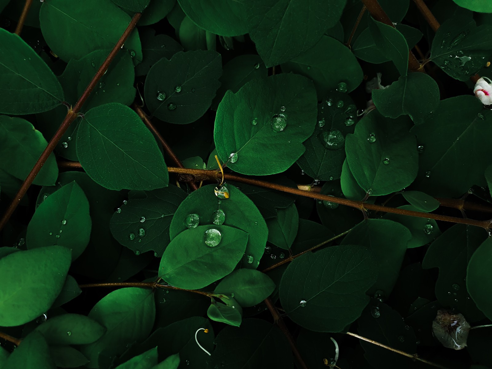 green leaves, rain droplets, macro, plant, nature wallpaper