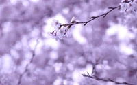 Branche de cerisier en fleurs contre un doux ciel violet