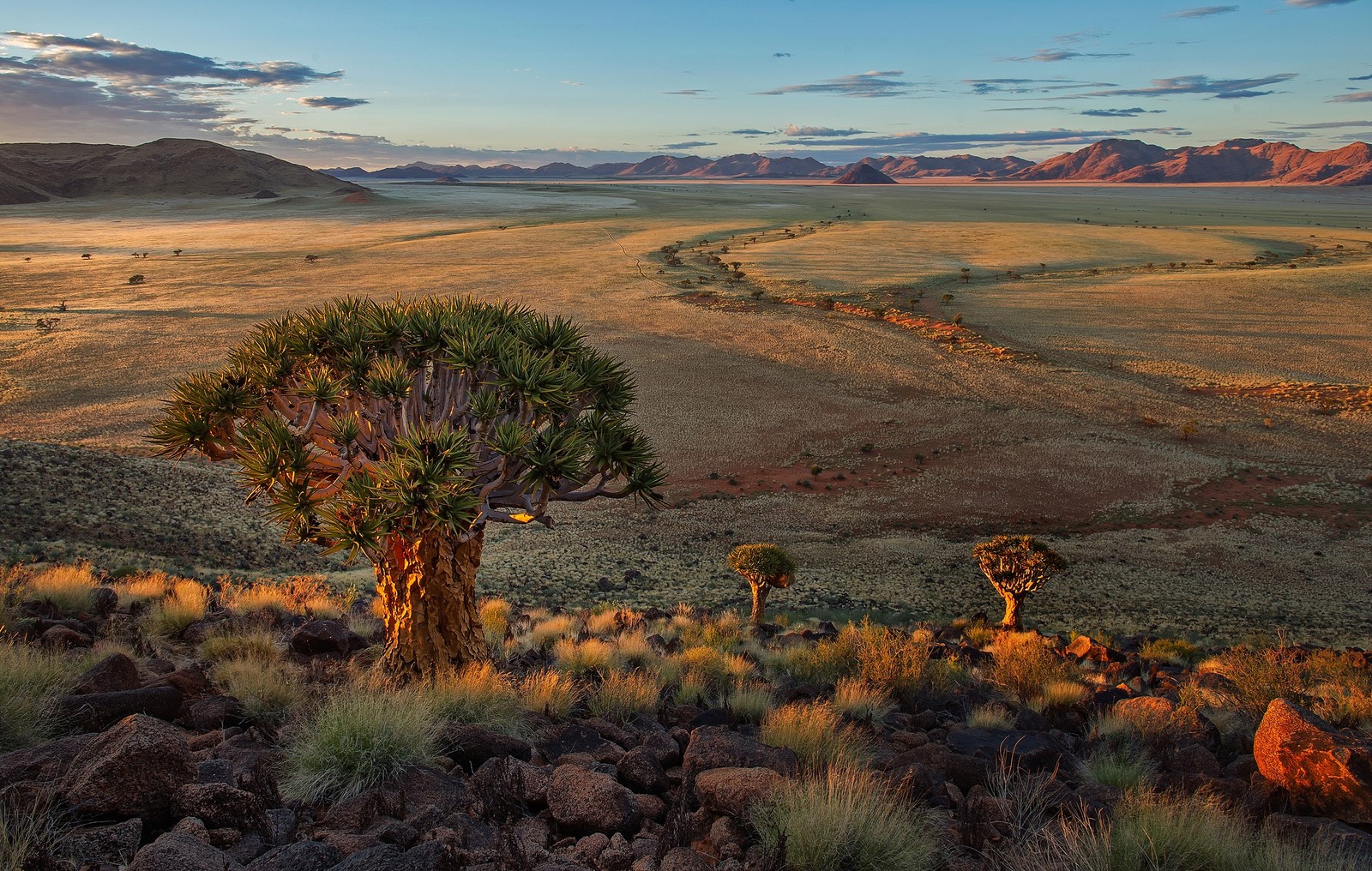 Uma vista de uma paisagem desértica com uma árvore e alguns arbustos (namíbia, natureza, wild, arbustos, ecorregião)