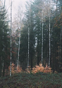 Birch trees stand tall amidst a mixed coniferous forest, with vibrant, glowing underbrush highlighting the tranquil northern woodland.