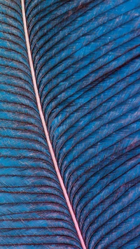 Symmetrical Electric Blue Feather on Azure Background