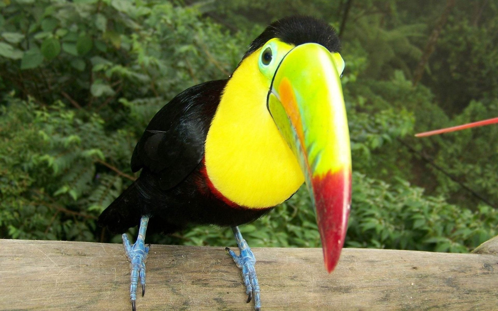 Pássaro colorido empoleirado em um corrimão de madeira na frente de árvores (tucano toco, pássaro, tucano, bico, piciformes)