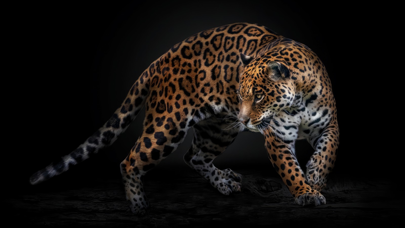 Lade jaguar, tiere, tier Hintergrund herunter